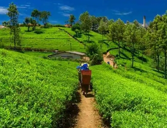 茶叶产量最大的国家是印度吗？产量是多少？