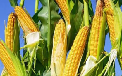 “玉米地里带绿豆”语底是什么？关于玉米、包谷的歇后语介绍