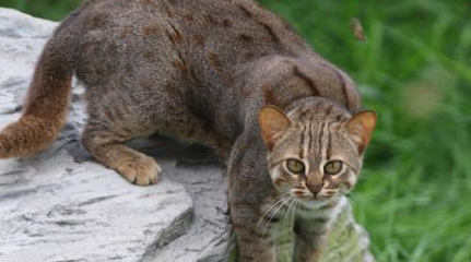 锈斑豹猫分布在哪些地区？它有怎样的生活习性与特征？
