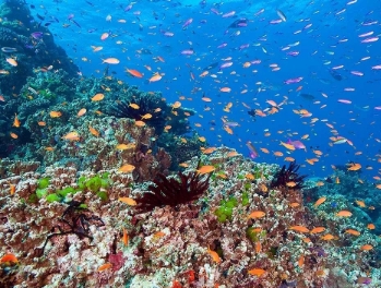 最大的海是珊瑚海吗？有多大？