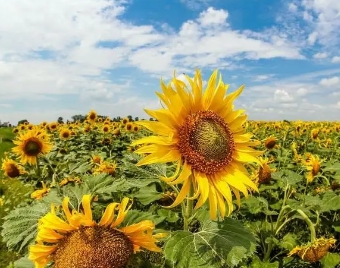 向日葵产量最大的国家是俄罗斯吗？产量有多少？